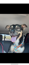 Lost Male Dog last seen Highway 174, Grass Valley, CA 95945