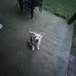 Reunited Male Dog last seen Wildlife ct, Buford, GA 30519