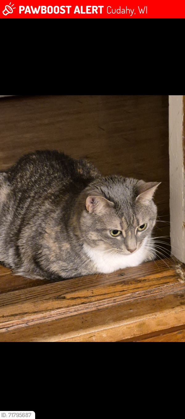 Lost Female Cat last seen Cudahy, WI, Cudahy, WI 53110