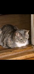 Lost Female Cat last seen Cudahy, WI, Cudahy, WI 53110