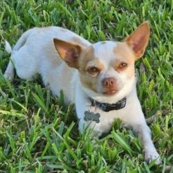 Lost Male Dog last seen Rolling Oaks Mall, San Antonio, TX 78247