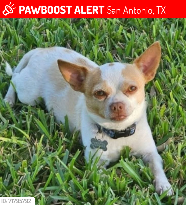 Lost Male Dog last seen Rolling Oaks Mall, San Antonio, TX 78247