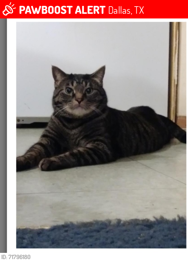 Lost Male Cat last seen RICKSHAW & Marsh, Dallas, TX 75229