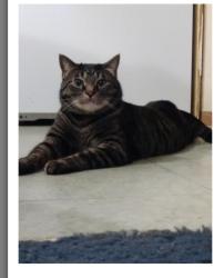 Lost Male Cat last seen RICKSHAW & Marsh, Dallas, TX 75229