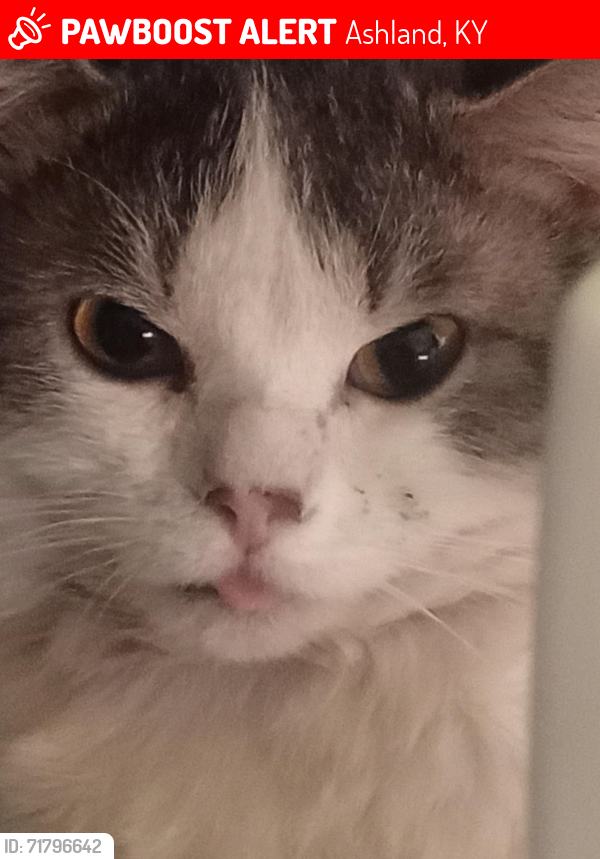 Lost Male Cat last seen Hilton Ave. , Ashland, KY 41101