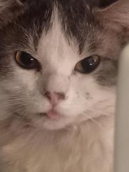 Lost Male Cat last seen Hilton Ave. , Ashland, KY 41101