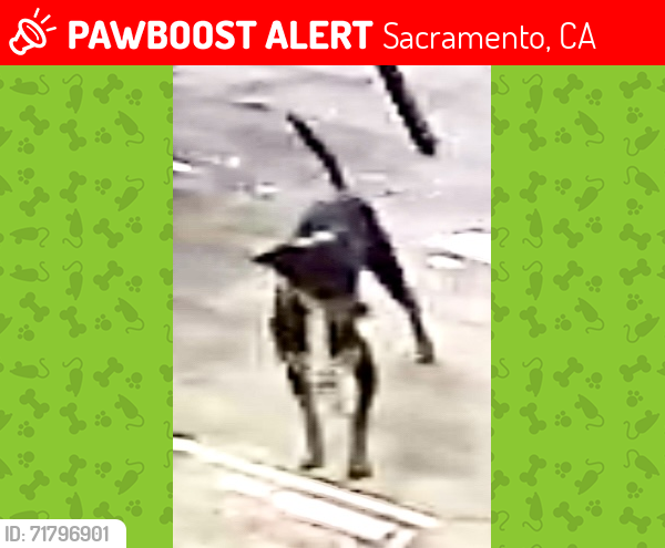 Lost Female Dog last seen Grand Ave. between Dayton St. and Schutt Way, Sacramento, CA 95838