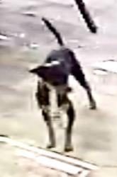 Lost Female Dog last seen Grand Ave. between Dayton St. and Schutt Way, Sacramento, CA 95838