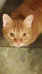 Lost Male Cat last seen Water st, Cambridge, ON 