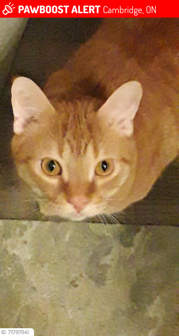 Lost Male Cat last seen Water st, Cambridge, ON 