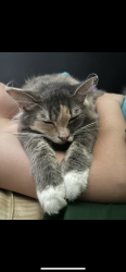 Lost Female Cat last seen Graysville rd and amlin dr, Ringgold, GA 30736