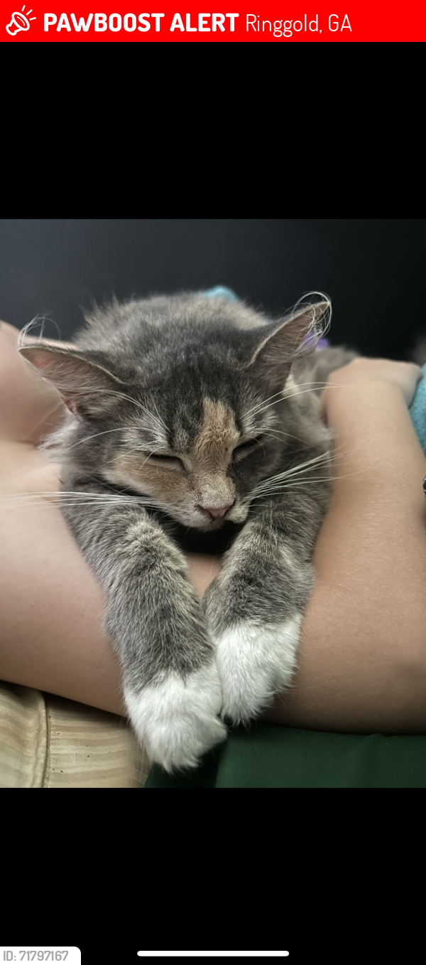Lost Female Cat last seen Graysville rd and amlin dr, Ringgold, GA 30736