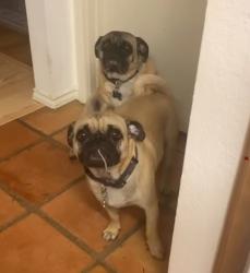 Lost Male Dog last seen Loop 250 & A Street, Midland, TX 79705