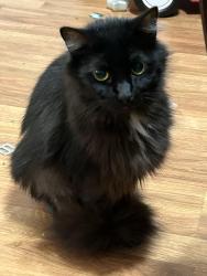 Lost Female Cat last seen Graysville road and amlin drive , Ringgold, GA 30736