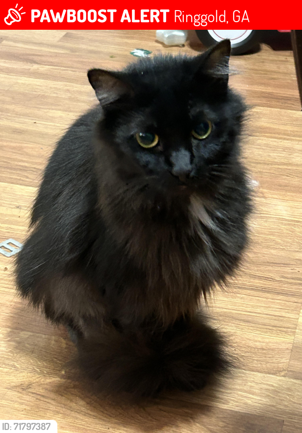 Lost Female Cat last seen Graysville road and amlin drive , Ringgold, GA 30736