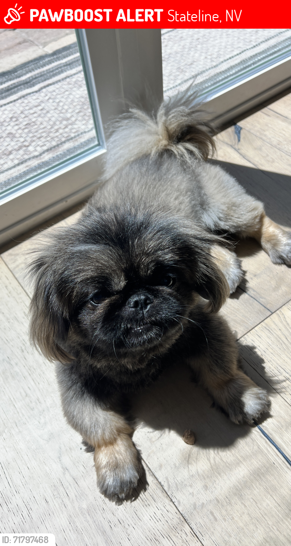 Lost Male Dog last seen Kingsbury Grade Road/Tina Ct., Stateline, NV 89449