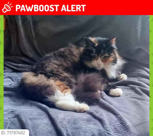 Lost Female Cat last seen Lochend Park, Meadowbank, Edinburgh, Scotland EH7