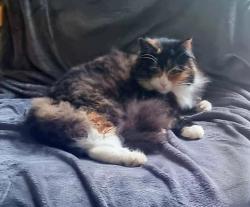 Lost Female Cat last seen Lochend Park, Meadowbank, Edinburgh, Scotland EH7