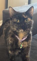 Lost Female Cat last seen Flat Shoals Road, Decatur, GA 30032
