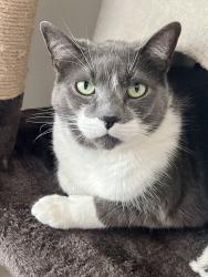 Lost Female Cat last seen East Bel-Air subdivision, Statesboro, GA 30458
