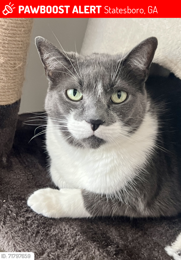 Lost Female Cat last seen East Bel-Air subdivision, Statesboro, GA 30458