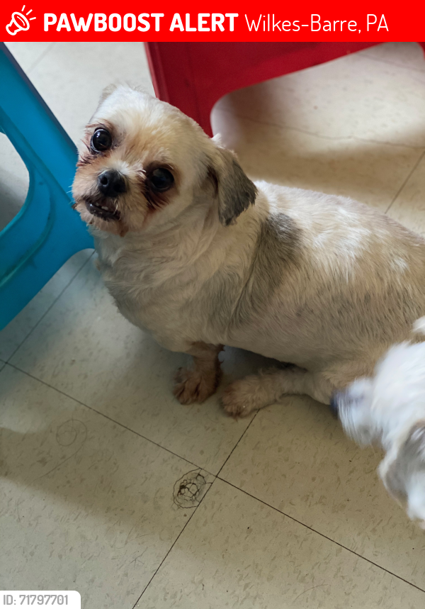 Lost Male Dog last seen North Washington st and Butler St , Wilkes-Barre, PA 18705