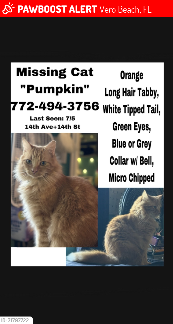 Lost Male Cat last seen 14th ave and 14th street, Vero Beach, FL 32960