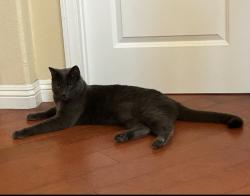 Lost Male Cat last seen Ashely Falls Drive, San Diego, CA 92130, San Diego, CA 92130
