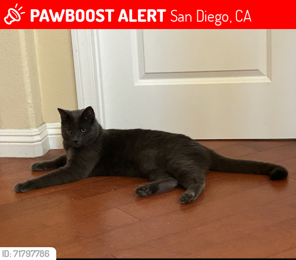 Lost Male Cat last seen Ashely Falls Drive, San Diego, CA 92130, San Diego, CA 92130