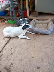 Reunited Female Dog last seen Walkertown Park, Walkertown, NC 27051