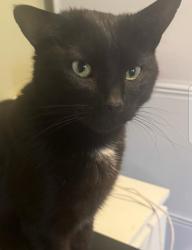 Lost Male Cat last seen Whitestake , Lancashire, England PR4 4LD