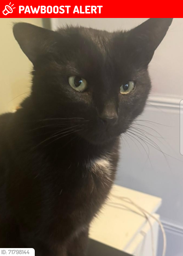 Lost Male Cat last seen Whitestake , Lancashire, England PR4 4LD