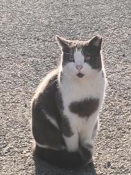 Found/Stray Male Cat last seen Possibly dumped , Chester, PA 19013