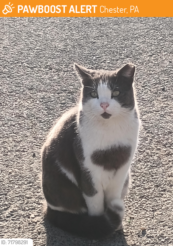 Found/Stray Male Cat last seen Possibly dumped , Chester, PA 19013