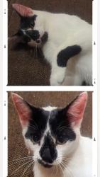 Lost Male Cat last seen Hanson and Robinson Drive COON RAPIDS , Coon Rapids, MN 55433