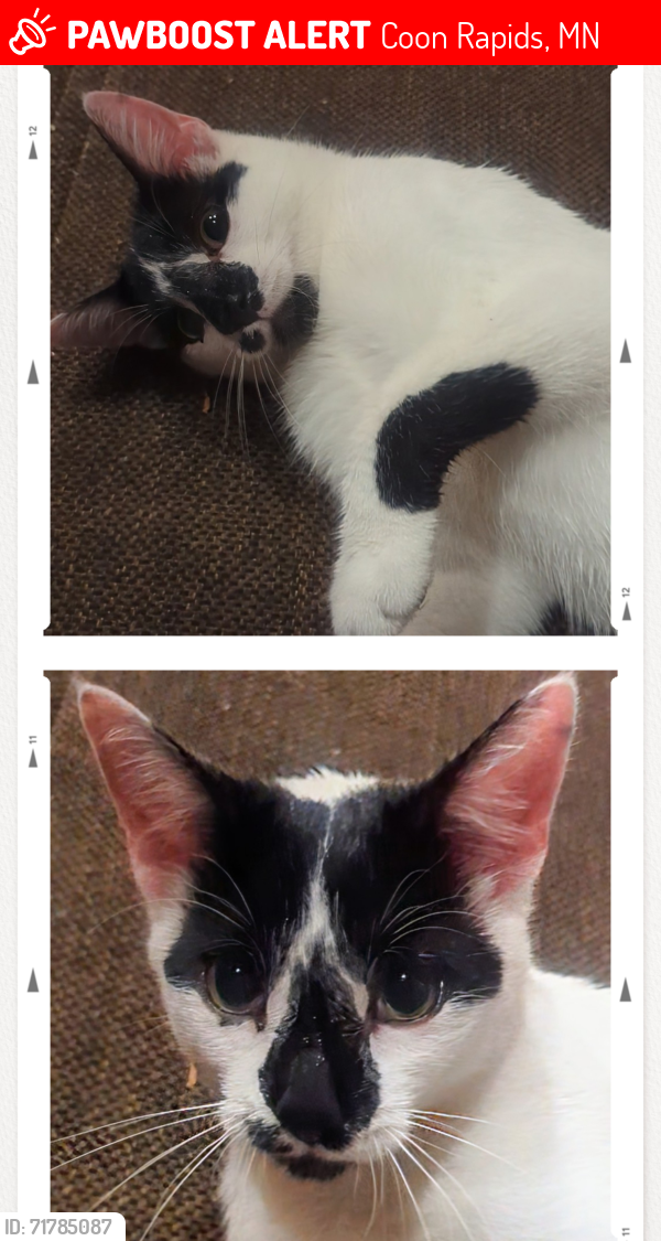 Lost Male Cat last seen Hanson and Robinson Drive COON RAPIDS , Coon Rapids, MN 55433