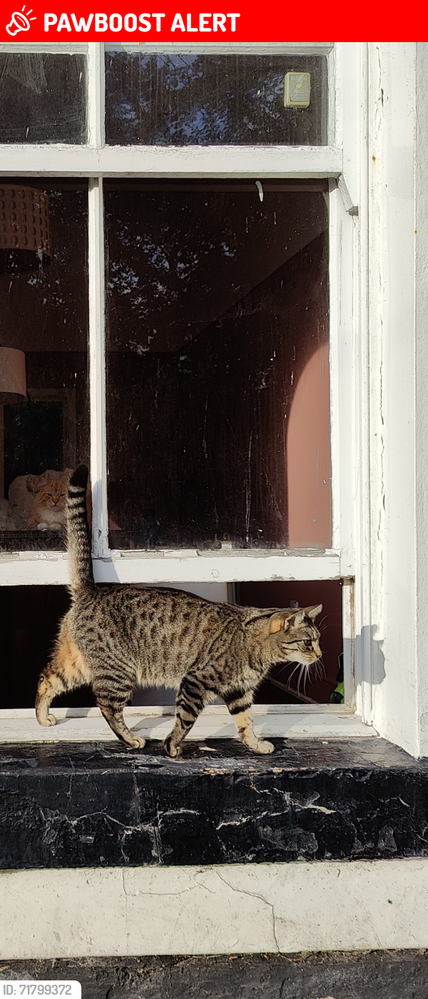 Lost Male Cat last seen Buckland street, Merseyside, England L17