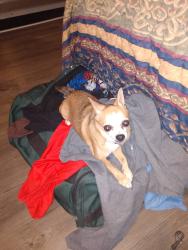 Lost Male Dog last seen Near the bridge by camping world on east ridge., Chattanooga, TN 37412
