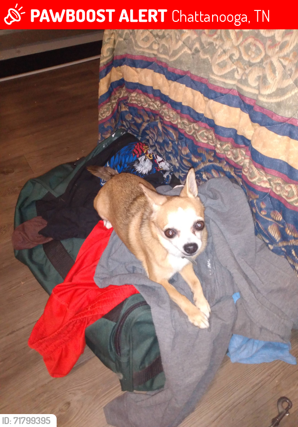 Lost Male Dog last seen Near the bridge by camping world on east ridge., Chattanooga, TN 37412