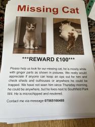Lost Male Cat last seen Southfields road acton lane, Greater London, England W4