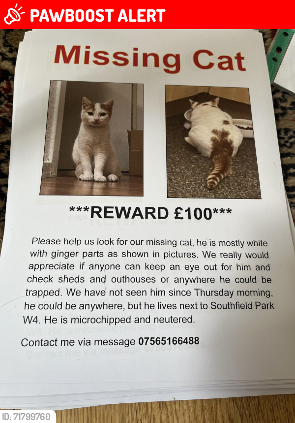 Lost Male Cat last seen Southfields road acton lane, Greater London, England W4