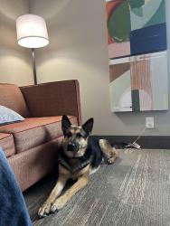 Lost Female Dog last seen Old Lowery Rd & Dayberry Ln, Omaha, AR 72662