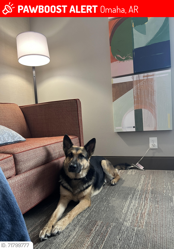 Lost Female Dog last seen Old Lowery Rd & Dayberry Ln, Omaha, AR 72662