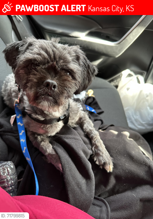 Lost Male Dog last seen Park,,  police station located across from freeway , Kansas City, KS 66102