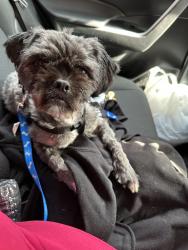 Lost Male Dog last seen Park,,  police station located across from freeway , Kansas City, KS 66102