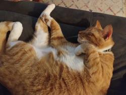 Lost Male Cat last seen The neighborhood down Utah Street off of Walden Blvd , Palm Bay, FL 32909