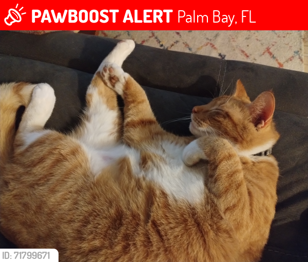 Lost Male Cat last seen The neighborhood down Utah Street off of Walden Blvd , Palm Bay, FL 32909