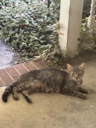 Found/Stray Unknown Cat last seen Lemons rd, Stokesdale, NC 27357