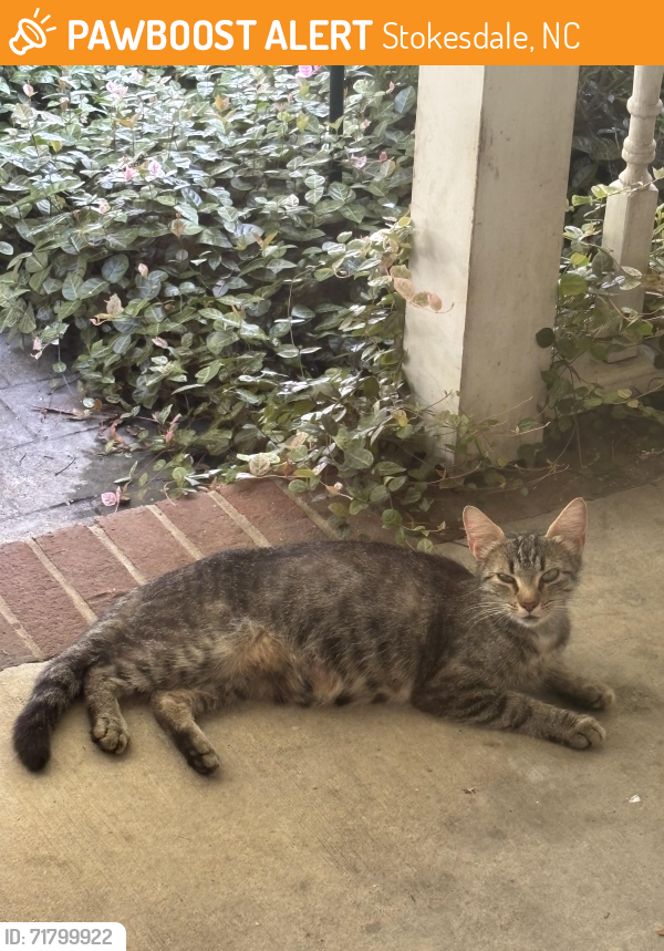 Found/Stray Unknown Cat last seen Lemons rd, Stokesdale, NC 27357