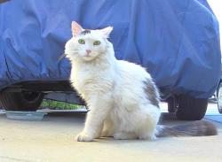 Lost Female Cat last seen Sleepy Creek Dr & Kiser Drive , San Jose, CA 95120